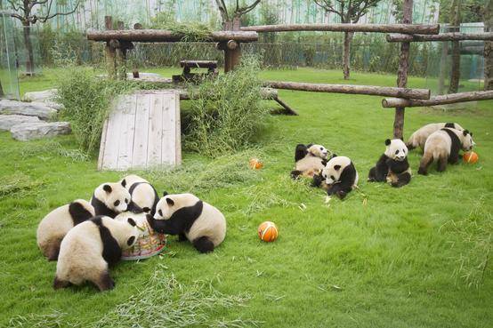 小小“动物园”(图1)