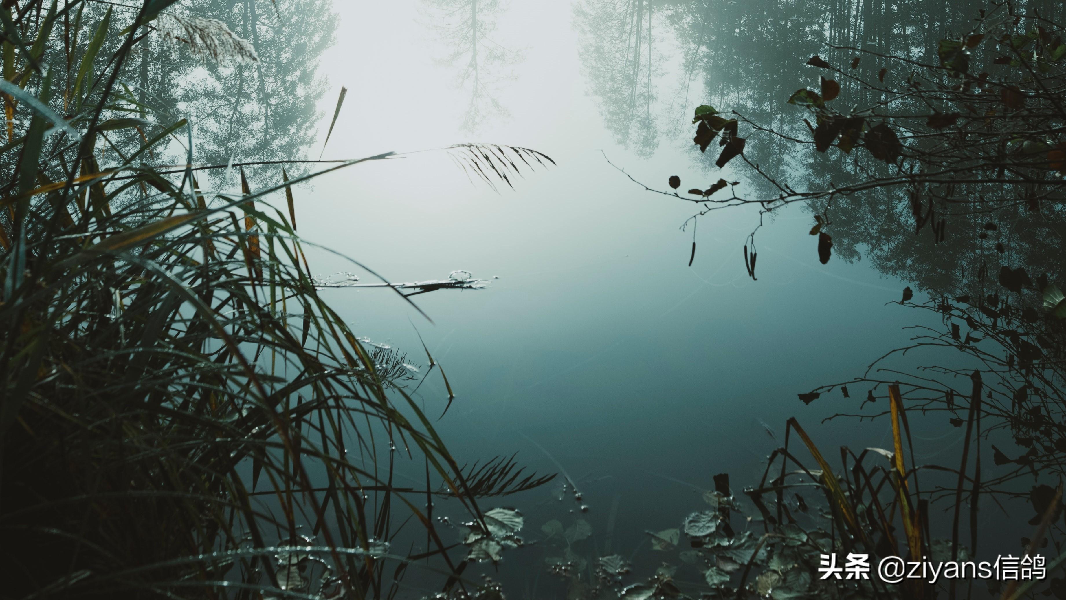 惬意又治愈的诗意生活文案：梦想的生活(图1)