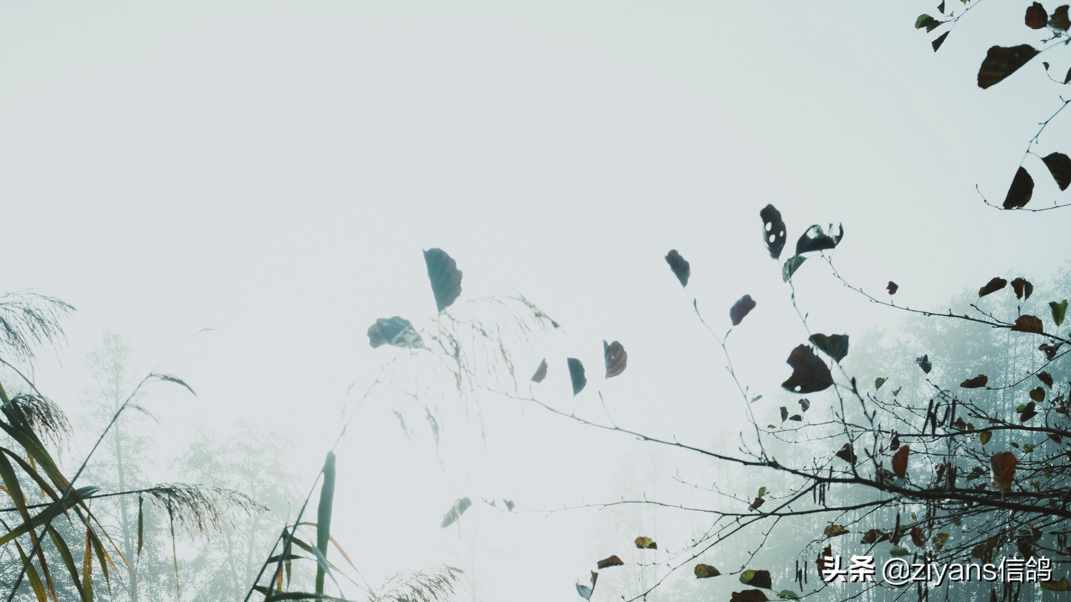 惬意又治愈的诗意生活文案：梦想的生活(图3)