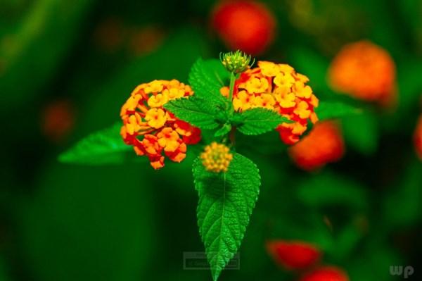 大气豁达的心情签名，句句犀利，让人放松释怀(图1)