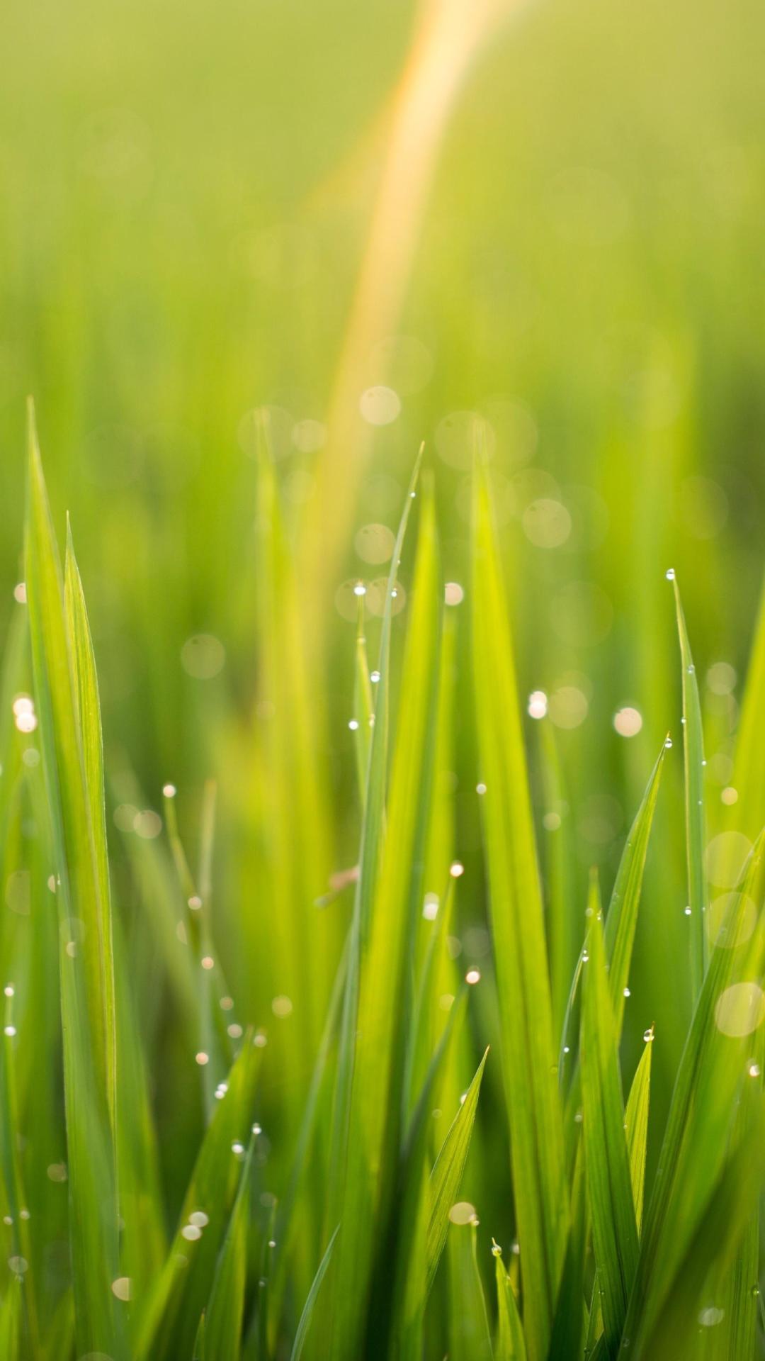 夏天的风，轻轻的吹(图1)