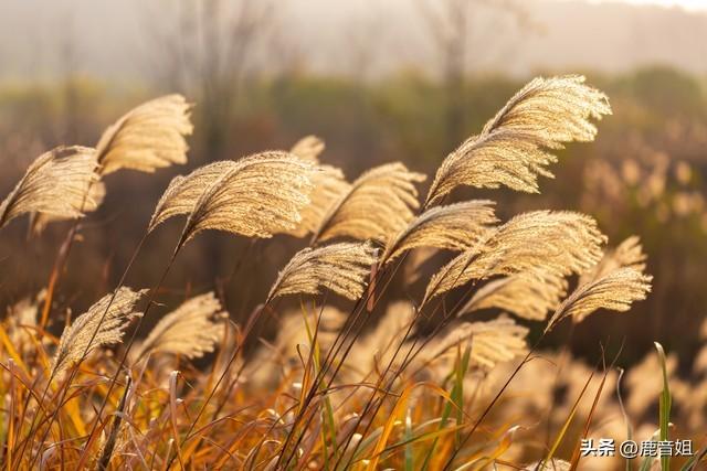 风吹芦苇，芦苇不语风却懂，所有的期许都不及那一刻恰好吹来的风(图1)