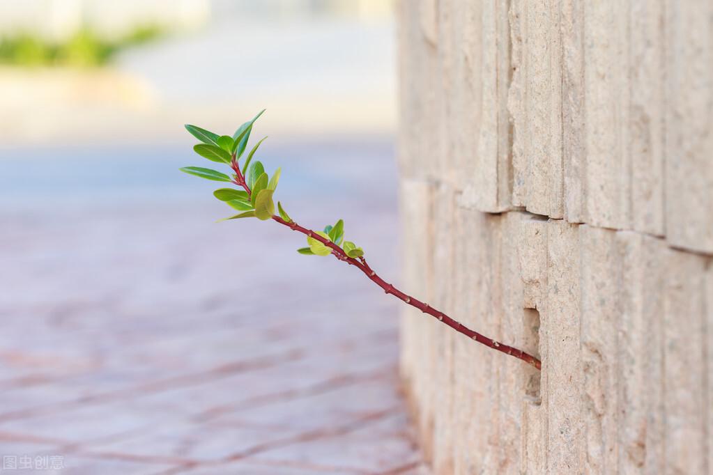 最暖心的励志经典语录，送给追梦路上的你(图3)