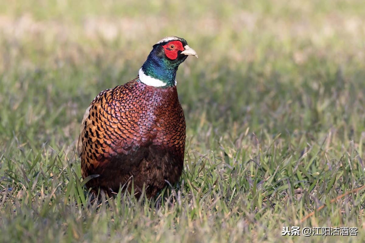万物皆有灵，草木亦有心｜不伤害才是真博爱(图3)