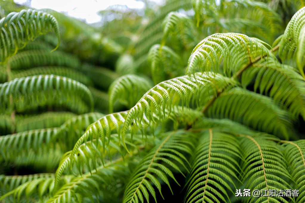 万物皆有灵，草木亦有心｜不伤害才是真博爱(图5)