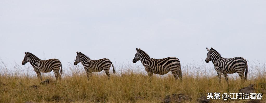 万物皆有灵，草木亦有心｜不伤害才是真博爱(图7)