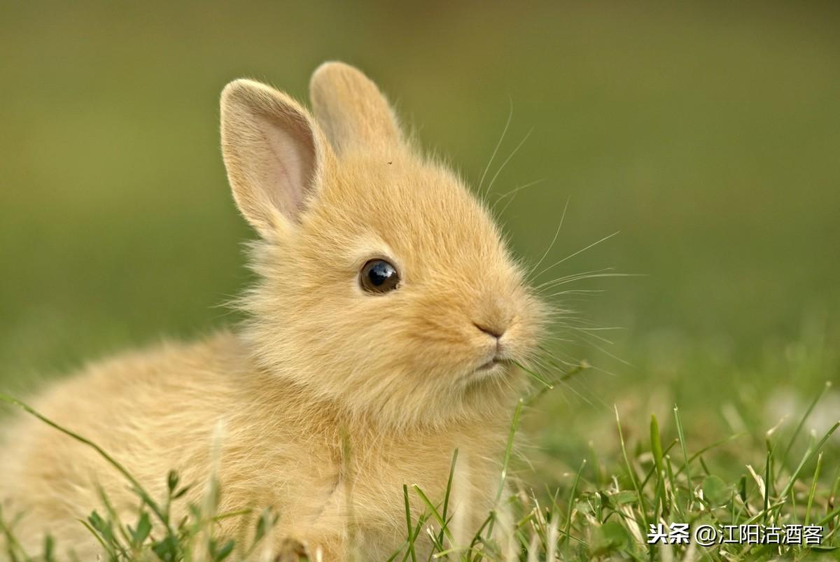 万物皆有灵，草木亦有心｜不伤害才是真博爱(图8)
