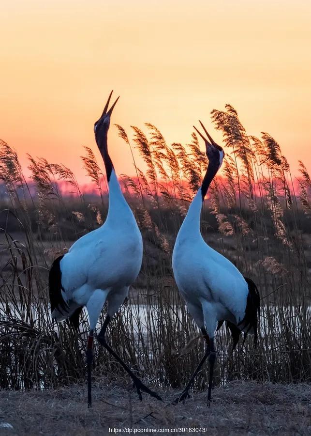 迟子建散文：鹤之舞(图1)