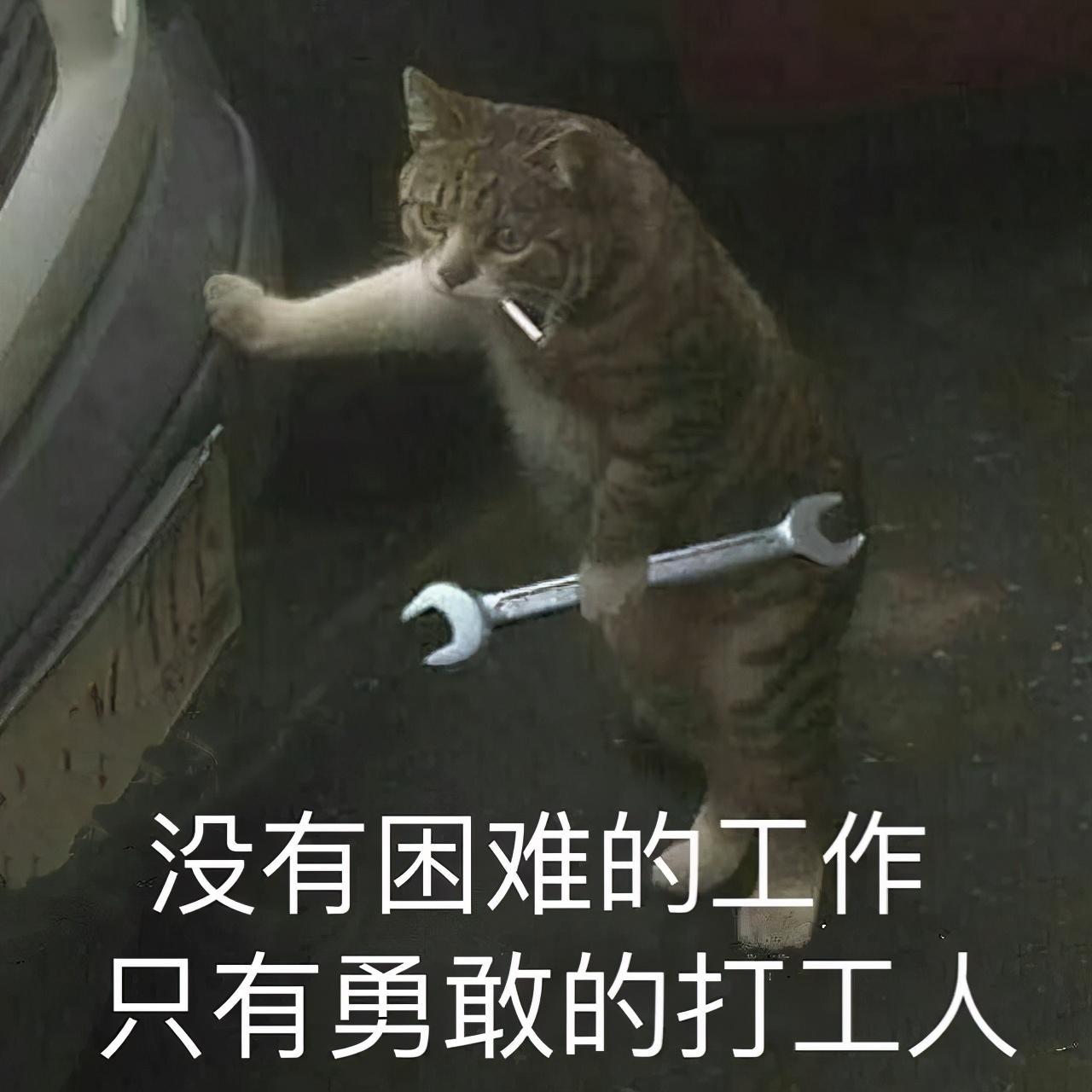 猫猫都被迫营业，火遍全网的打工语录把我笑傻了(图2)