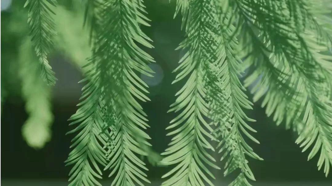 四季文案｜寒来暑往，秋收冬藏(图2)