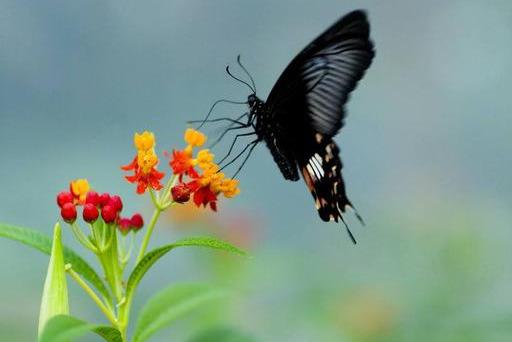 写景作文该如何开头和结尾？(图1)