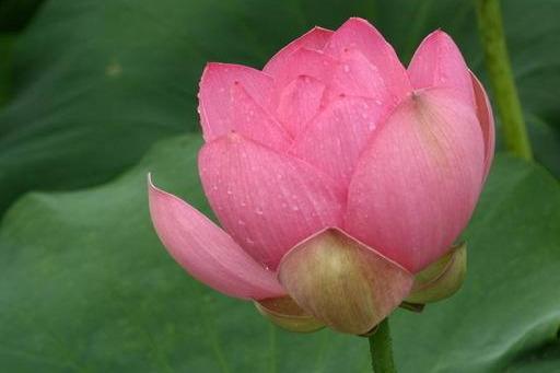 写景作文该如何开头和结尾？(图2)