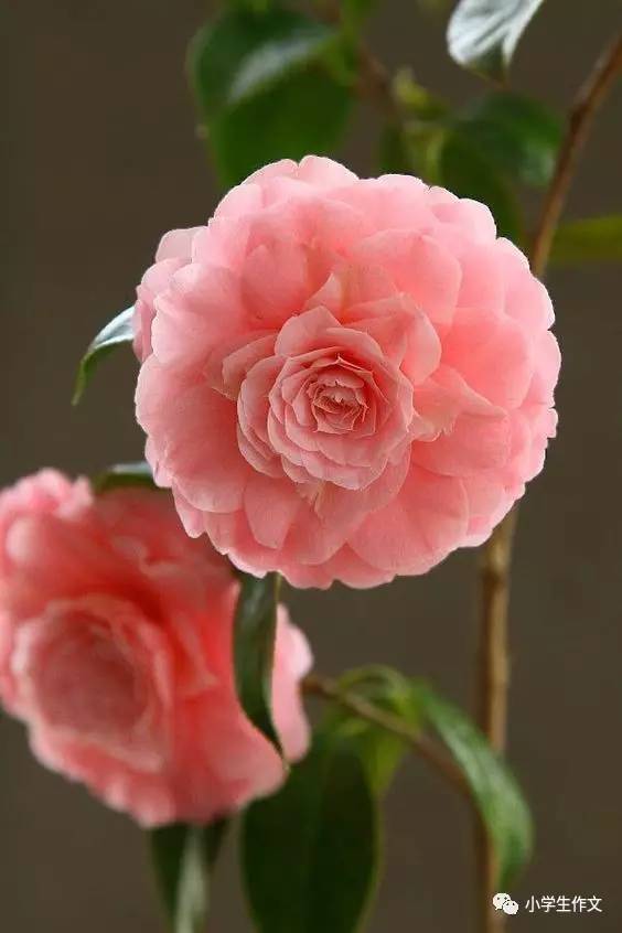 描写春天作文的好开头好结尾(图3)