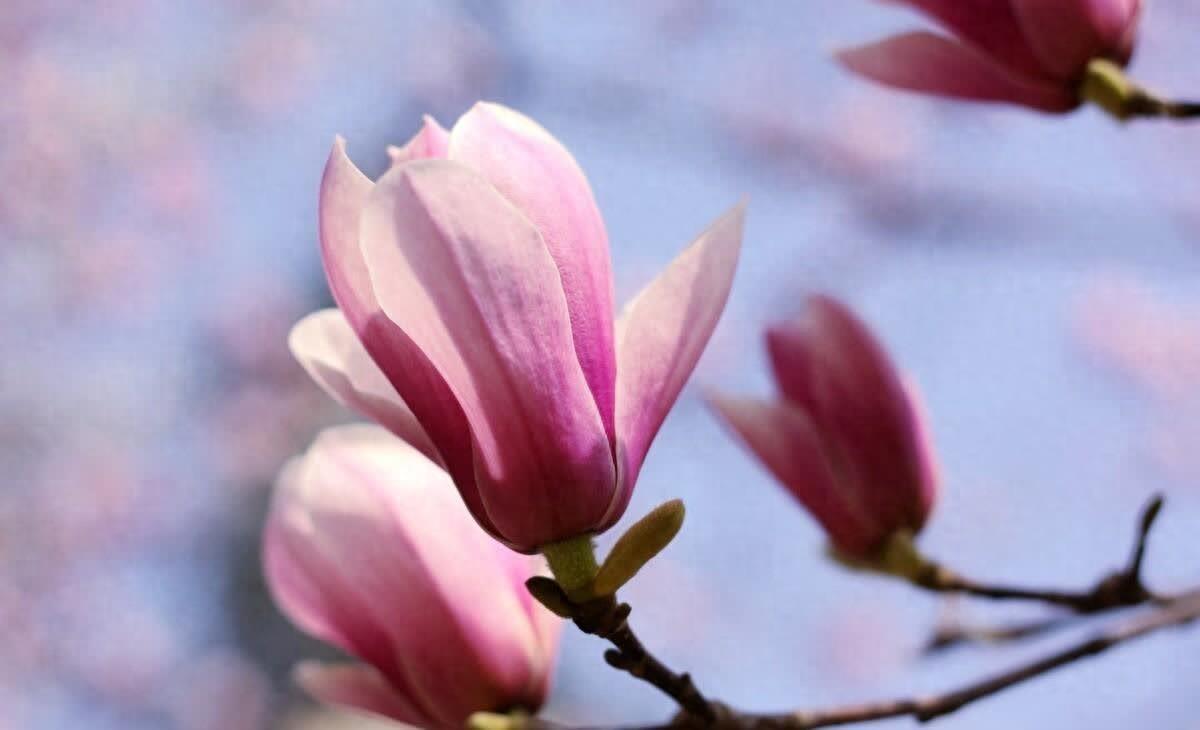 温暖到心坎的温馨句子,简洁干净,唯美阳光(图1)