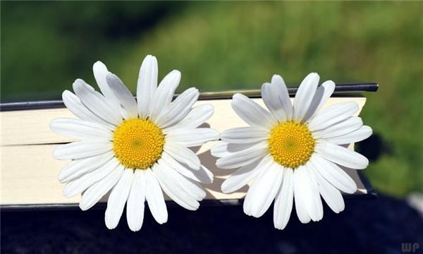 千古名篇《增广贤文》最经典的8句话，感受古人智慧的结晶(图2)