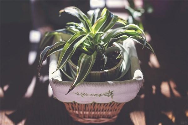 2020努力奋斗的句子，总有一句能激励到你(图1)