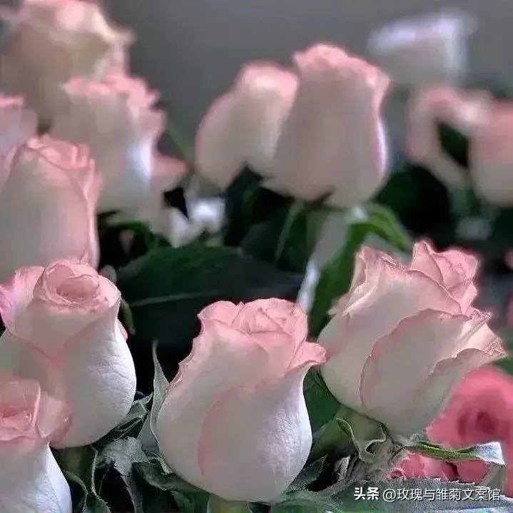 文案|关于一家人在一起的暖心文案(图4)