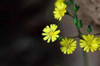 英语写作必备：谚语100条(图2)