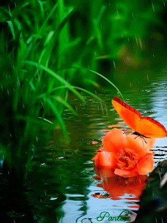 绝美的风景，山清水秀，花香鸟语，人间仙境(图5)