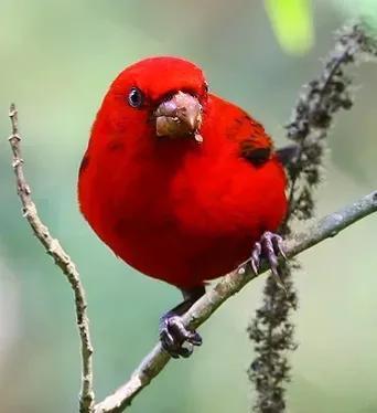 鸟语花香,山清水秀(图1) 鸟语花香,山清水秀(图1)