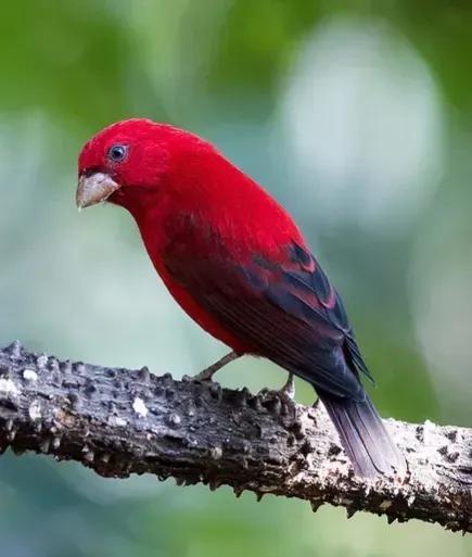 鸟语花香,山清水秀(图2) 鸟语花香,山清水秀(图2)