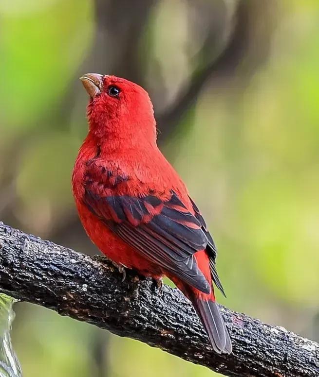 鸟语花香,山清水秀(图3) 鸟语花香,山清水秀(图3)