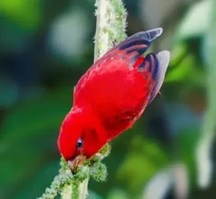 鸟语花香,山清水秀(图4) 鸟语花香,山清水秀(图4)