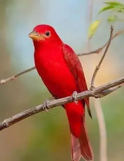 鸟语花香,山清水秀(图5) 鸟语花香,山清水秀(图5)