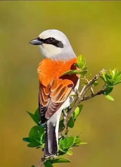 鸟语花香,山清水秀(图7) 鸟语花香,山清水秀(图7)