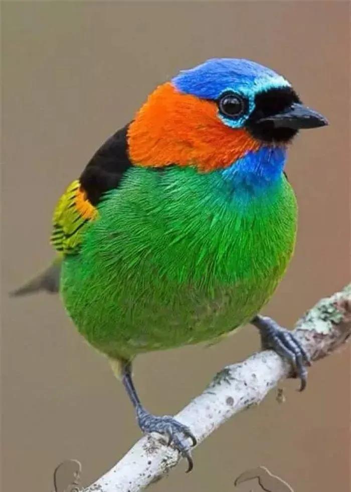 鸟语花香,山清水秀(图8) 鸟语花香,山清水秀(图8)