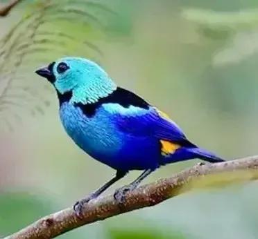 鸟语花香,山清水秀(图9) 鸟语花香,山清水秀(图9)