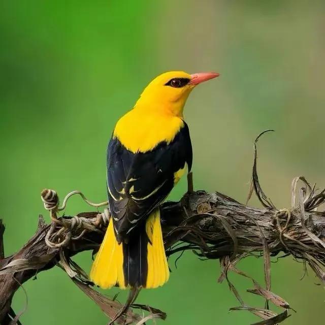 鸟语花香,山清水秀(图11) 鸟语花香,山清水秀(图11)