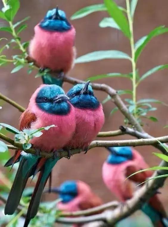 鸟语花香,山清水秀(图13) 鸟语花香,山清水秀(图13)