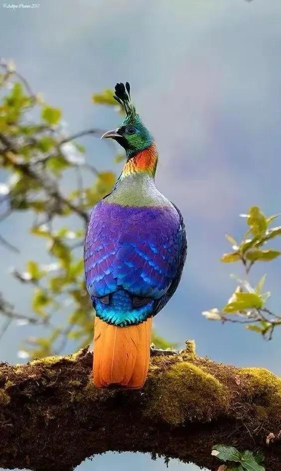 鸟语花香,山清水秀(图14) 鸟语花香,山清水秀(图14)