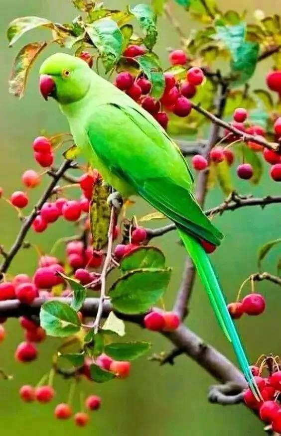 鸟语花香,山清水秀(图15) 鸟语花香,山清水秀(图15)