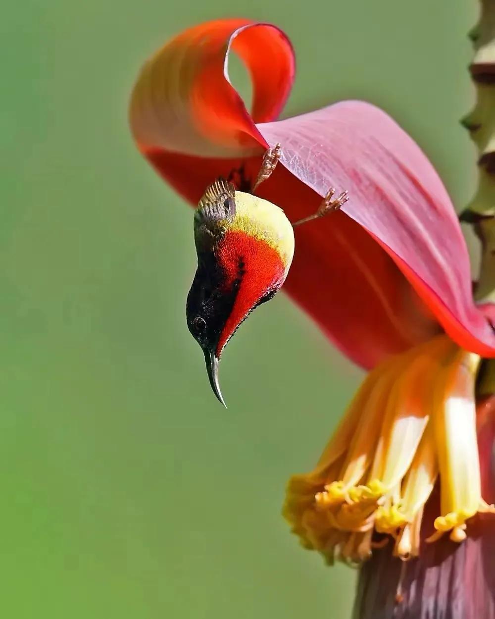 鸟语花香,山清水秀(图16) 鸟语花香,山清水秀(图16)