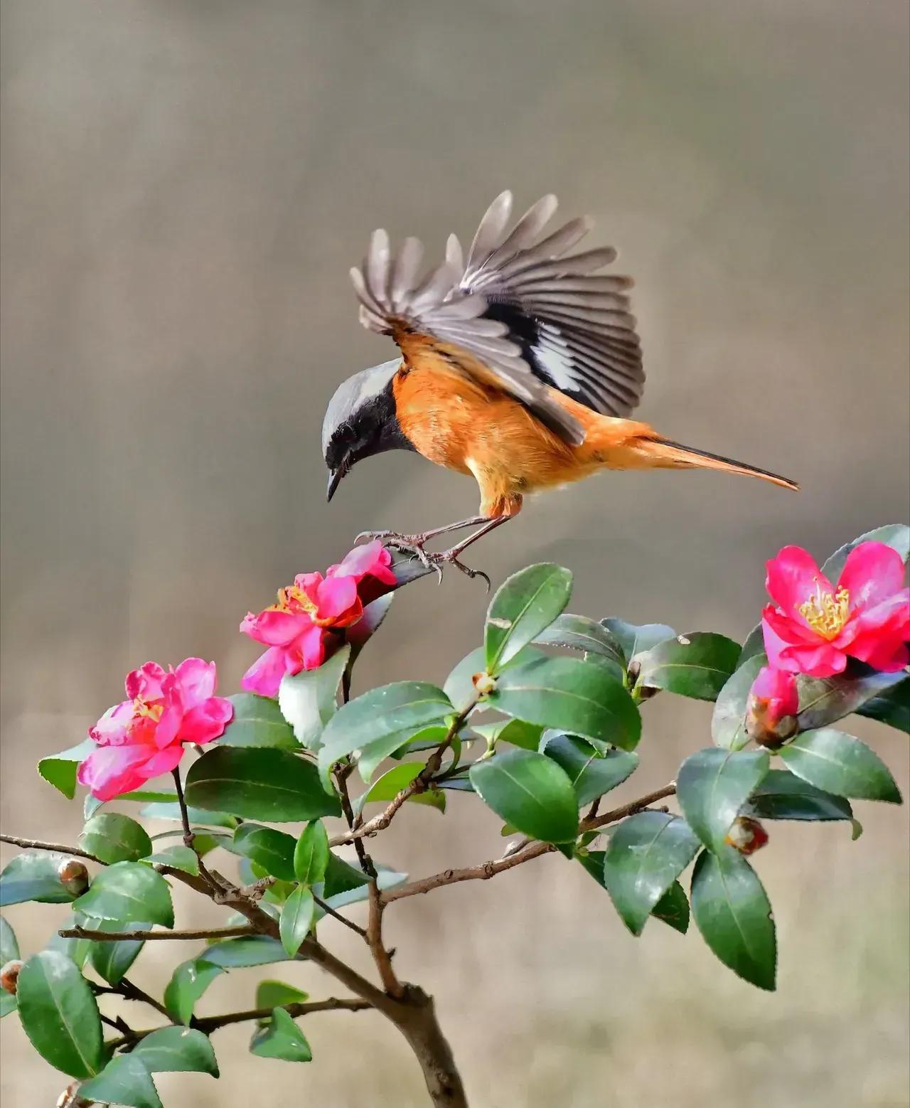 鸟语花香,山清水秀(图17) 鸟语花香,山清水秀(图17)