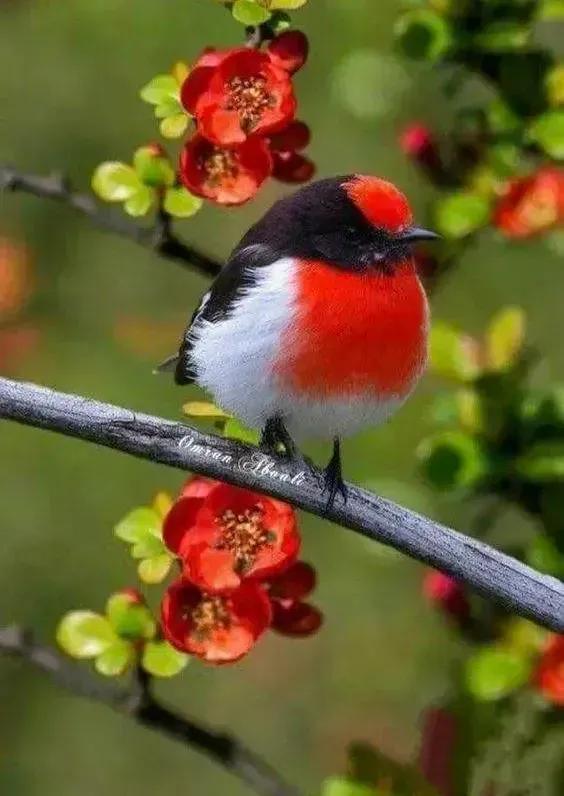 鸟语花香,山清水秀(图20) 鸟语花香,山清水秀(图20)