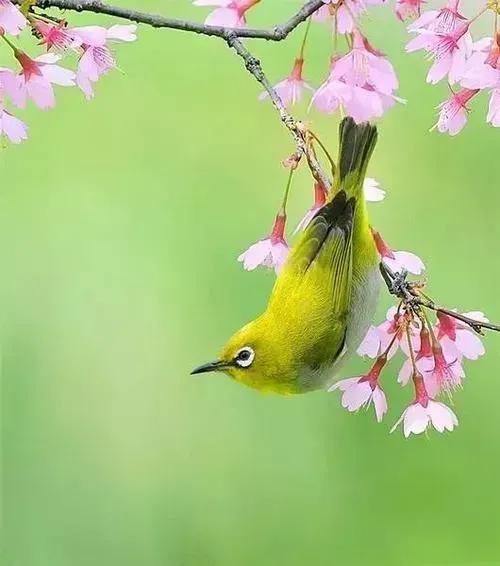 鸟语花香,山清水秀(图21) 鸟语花香,山清水秀(图21)