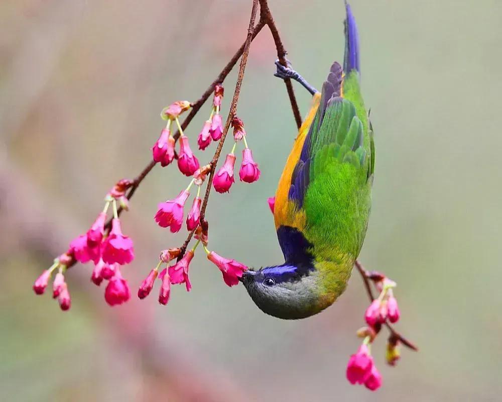 鸟语花香,山清水秀(图23) 鸟语花香,山清水秀(图23)