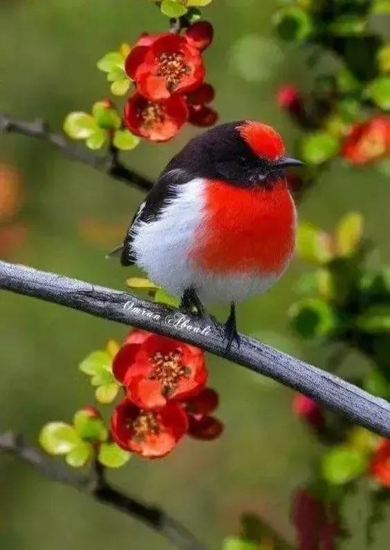 鸟语花香，山清水秀(图24)