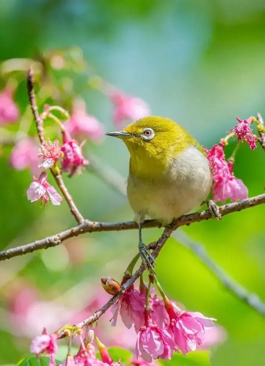 鸟语花香,山清水秀(图25) 鸟语花香,山清水秀(图25)