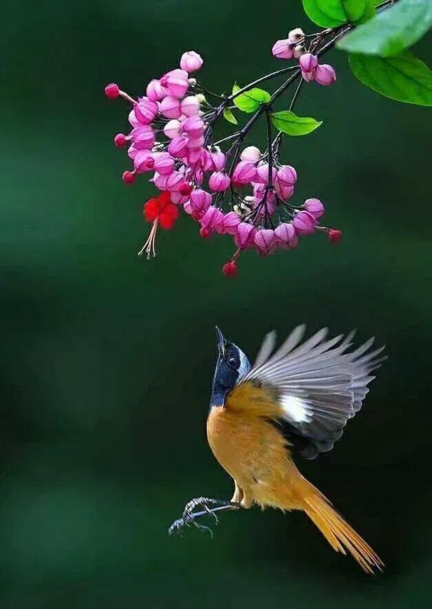 鸟语花香,山清水秀(图26) 鸟语花香,山清水秀(图26)