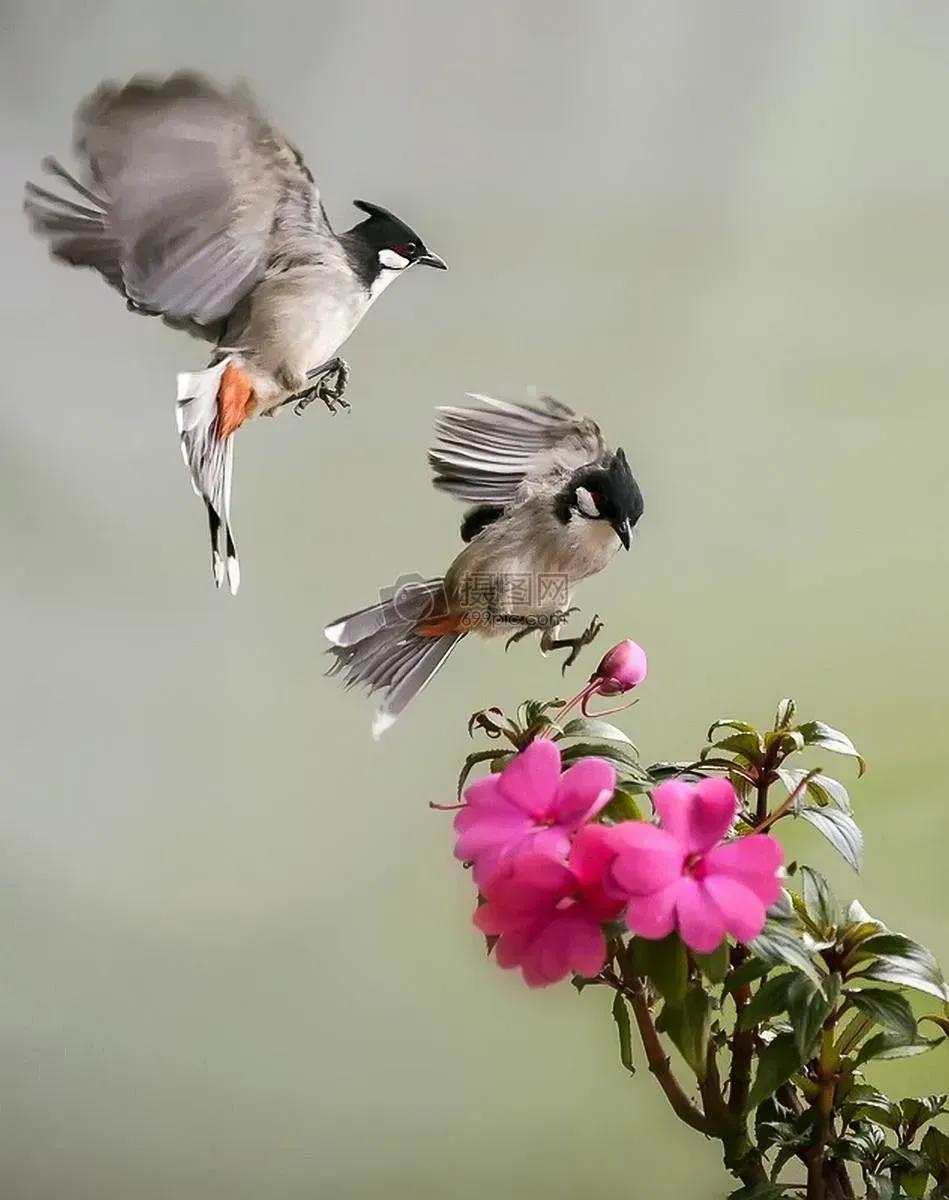 鸟语花香，山清水秀(图28)
