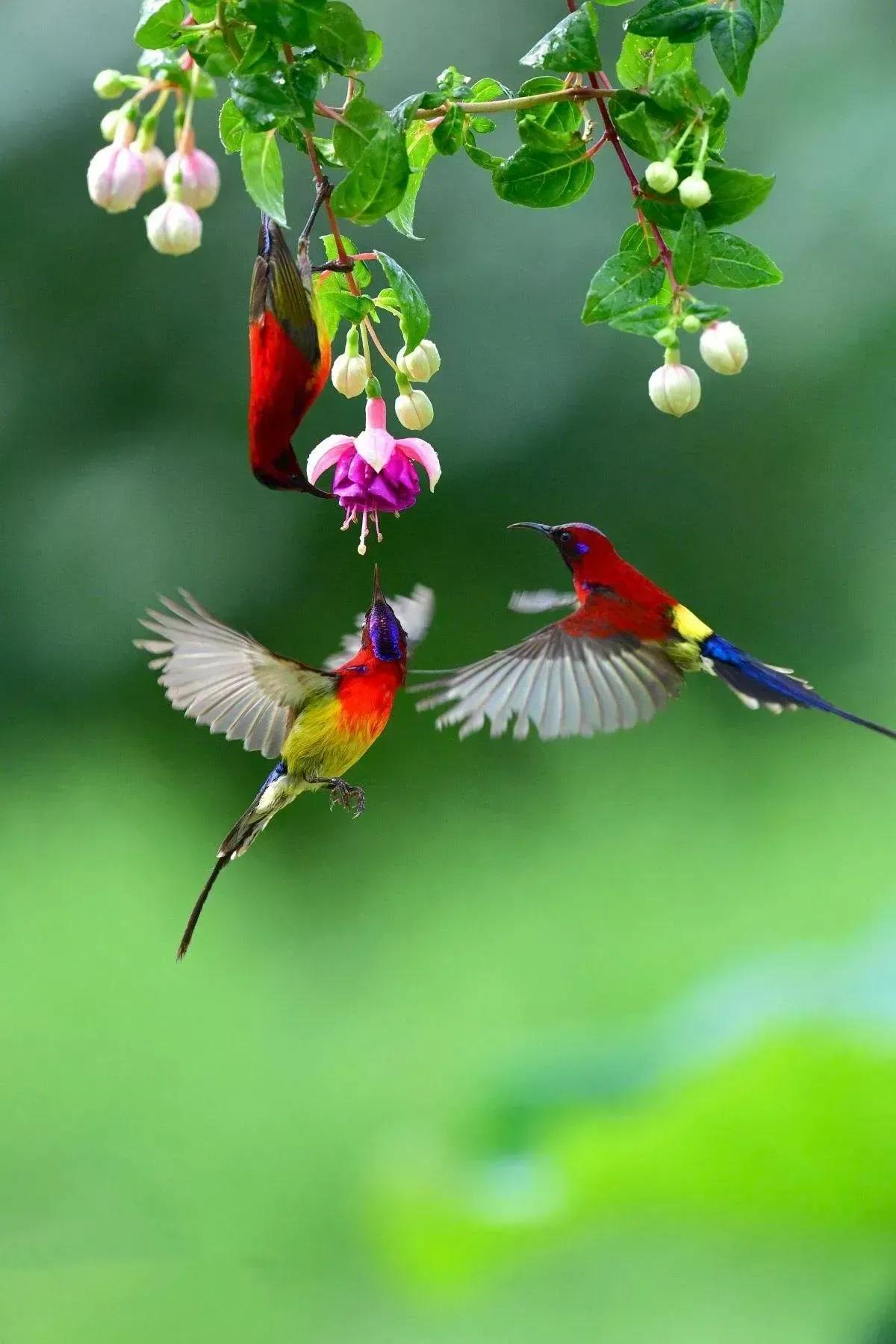 鸟语花香,山清水秀(图29) 鸟语花香,山清水秀(图29)