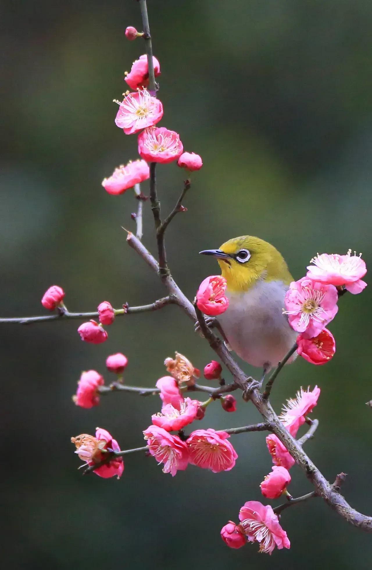 鸟语花香,山清水秀(图30) 鸟语花香,山清水秀(图30)