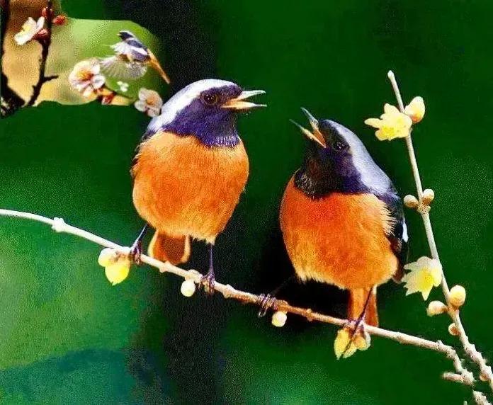 鸟语花香，山清水秀(图31)