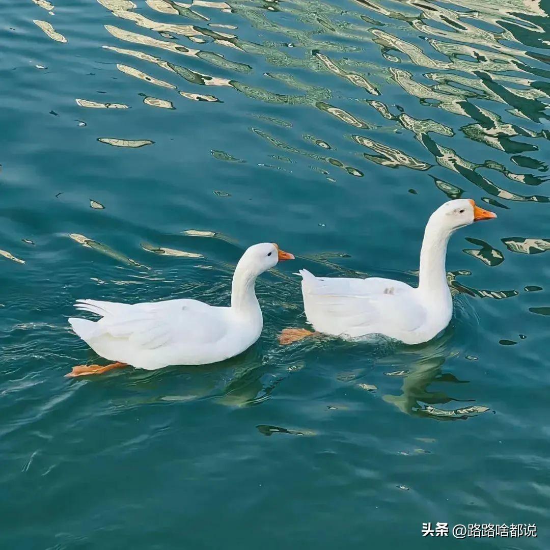 早上起不来的搞笑幽默文案(图2)