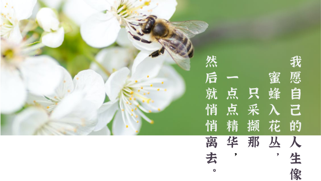 我的采蜜哲学：一是物质，二是关系，三是精神(图5)