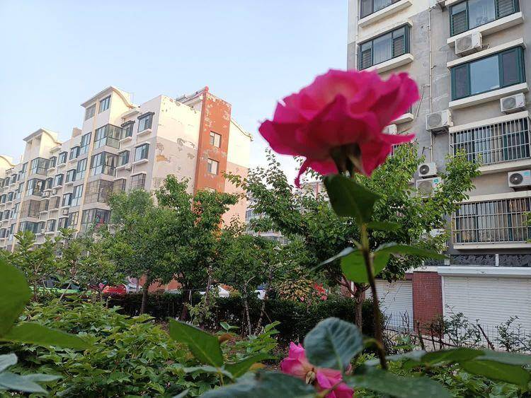 七律 咏野花（诗词十首）(图3)